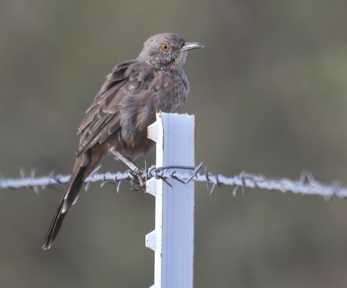 Bendire's Thrasher - ML641621565