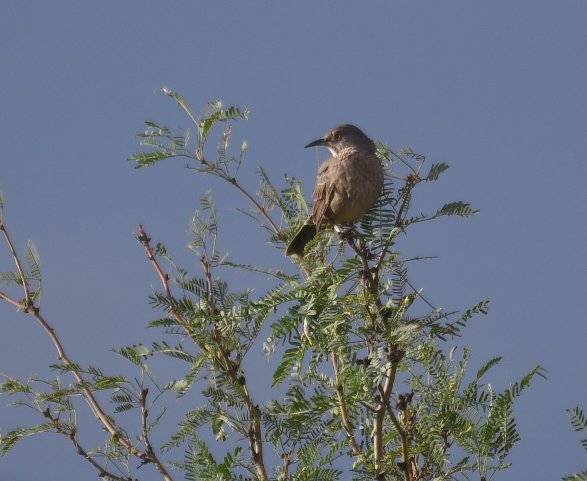 Bendire's Thrasher - ML641621566