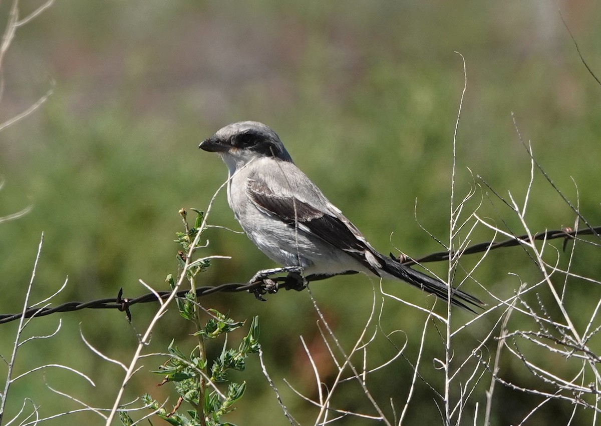 Loggerhead Shrike - ML641621577