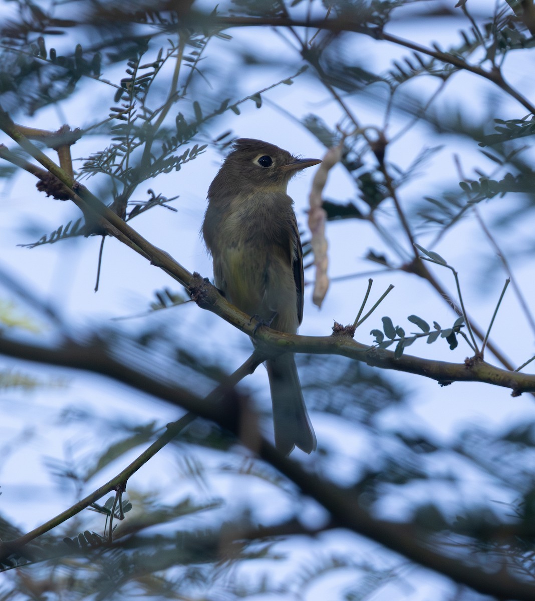 Western Flycatcher - ML641621586