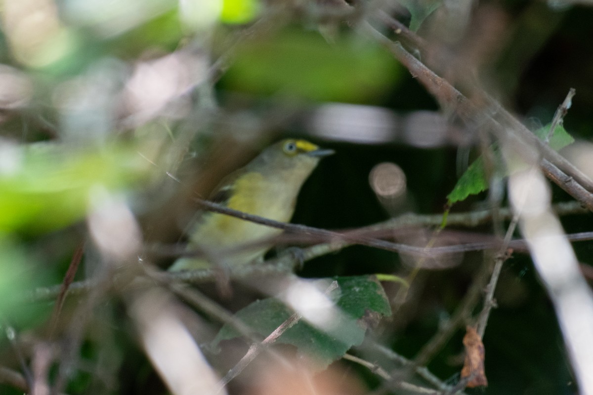 White-eyed Vireo - ML641621587
