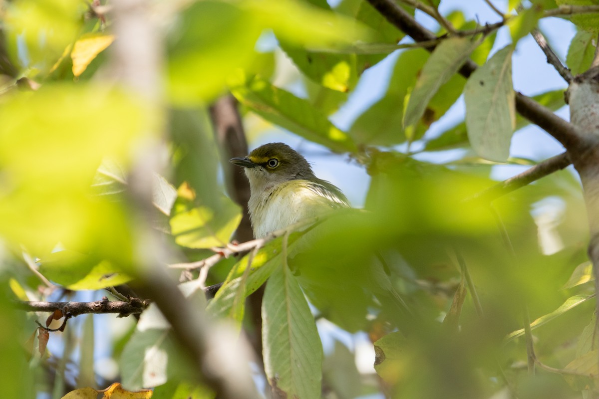 White-eyed Vireo - ML641621597