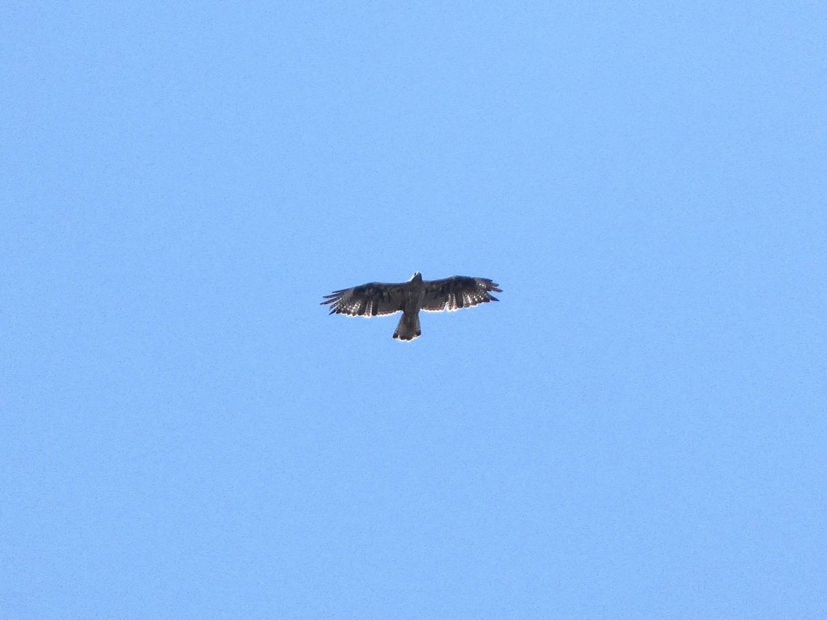 白腹鵰 - ML641621609