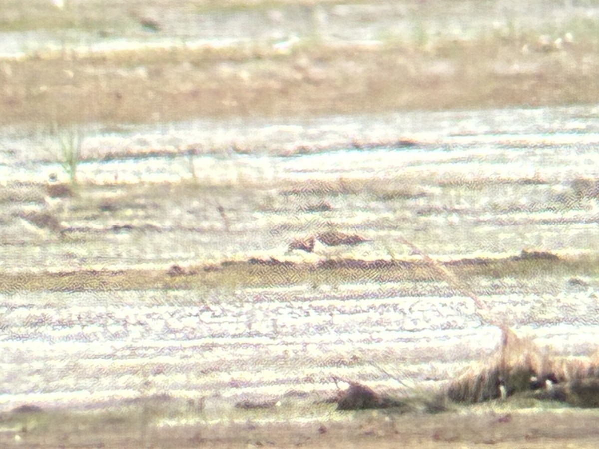 Ruddy Turnstone - ML641621610