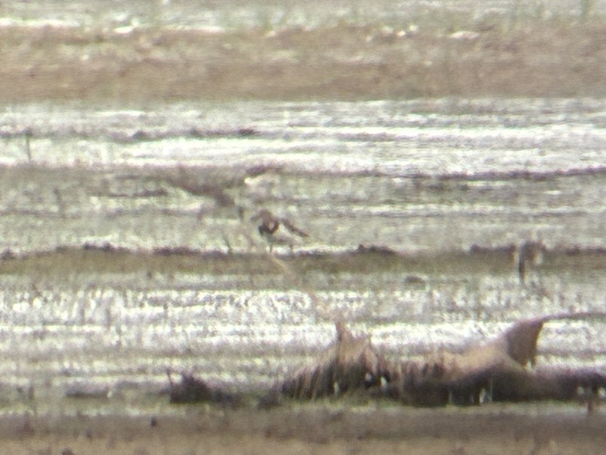 Ruddy Turnstone - ML641621611