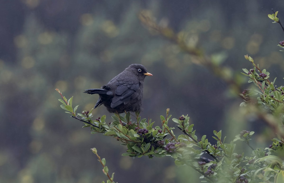 Sooty Thrush - ML641621644