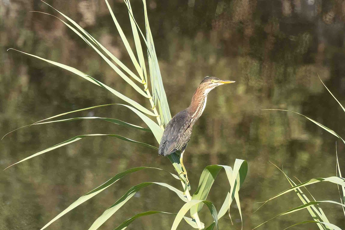Green Heron - ML641621658