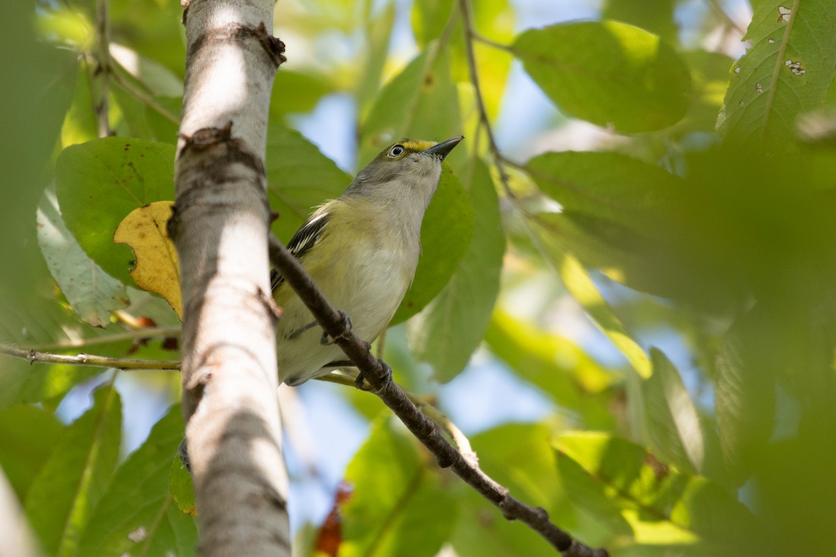 White-eyed Vireo - ML641621663