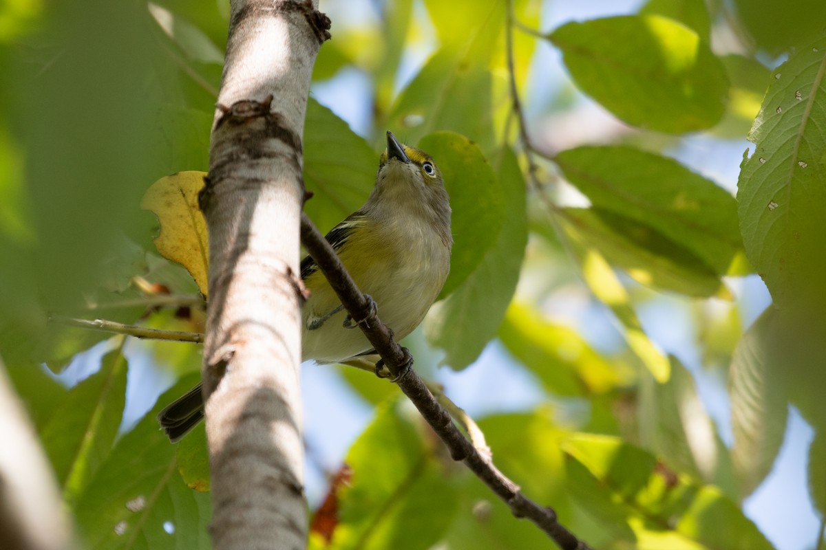 White-eyed Vireo - ML641621664