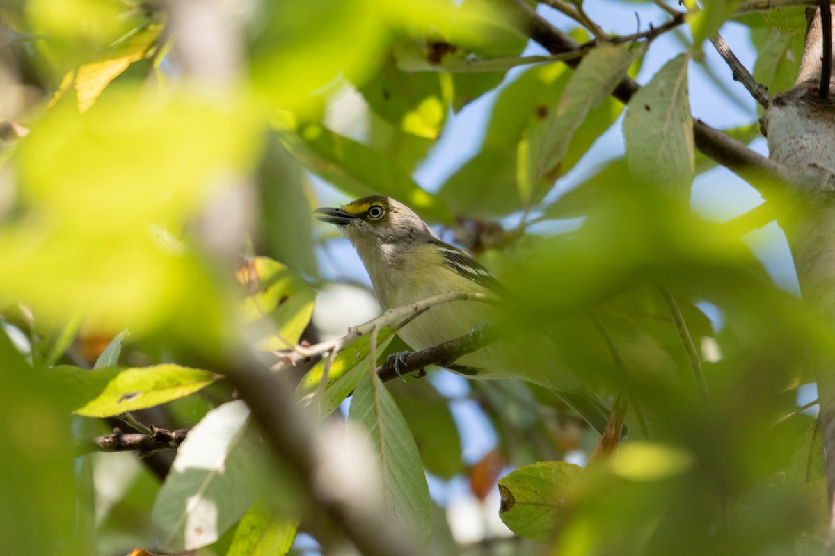 White-eyed Vireo - ML641621666