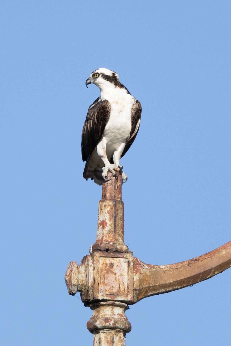 Osprey - ML641621673