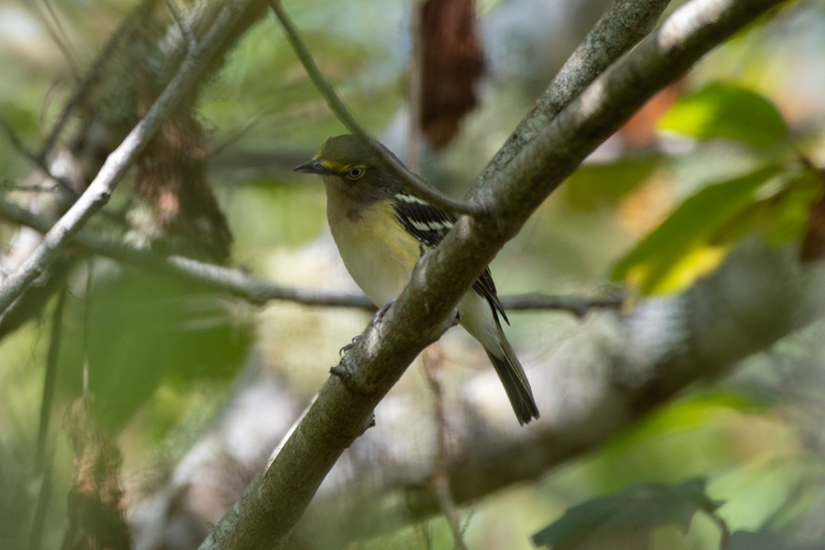 White-eyed Vireo - ML641621707