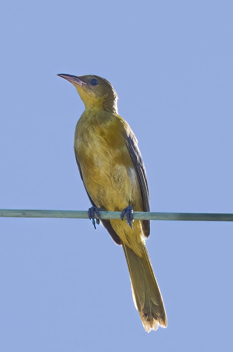 Hooded Oriole - ML641621717
