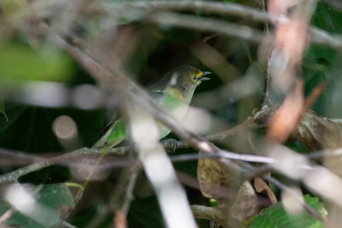 White-eyed Vireo - ML641621780