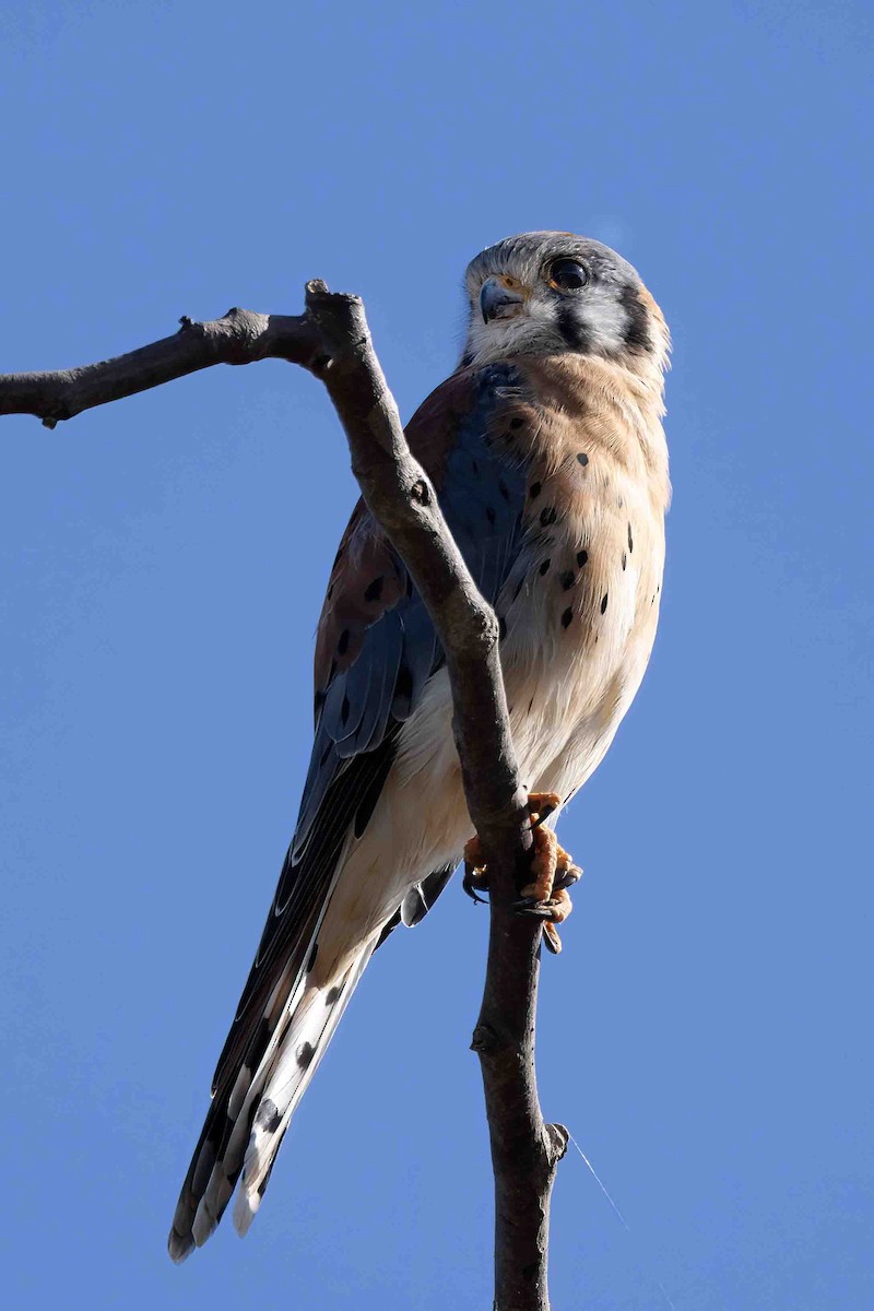 American Kestrel - ML641621797