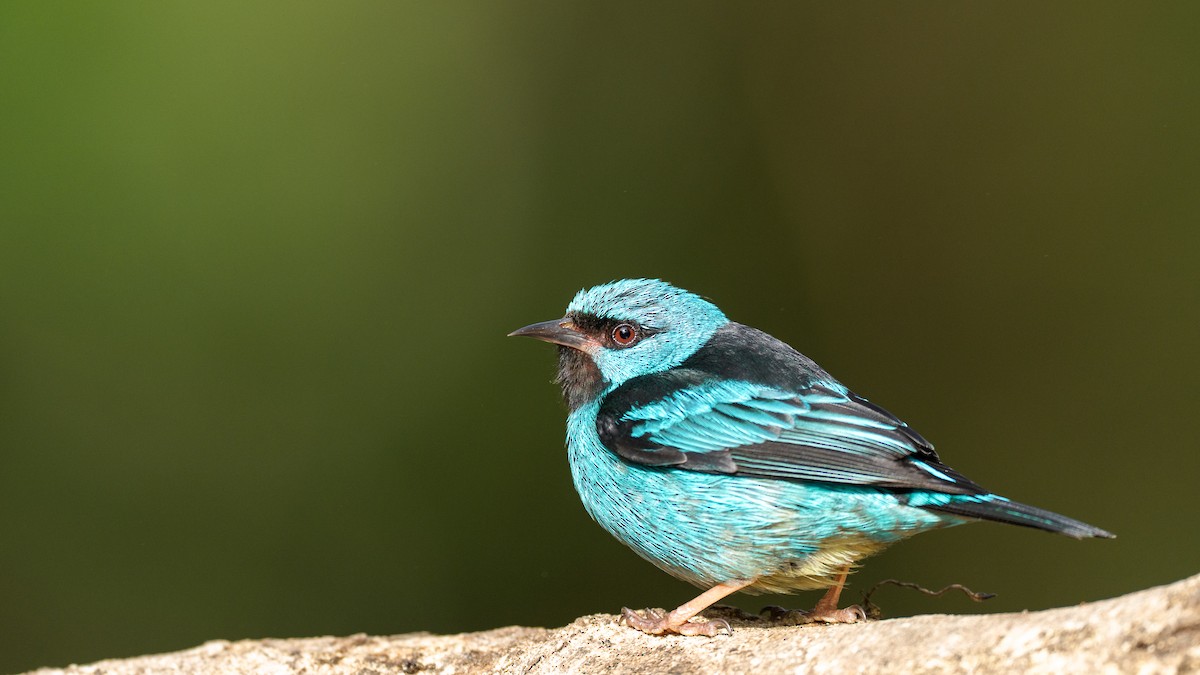 Blue Dacnis - ML641621832