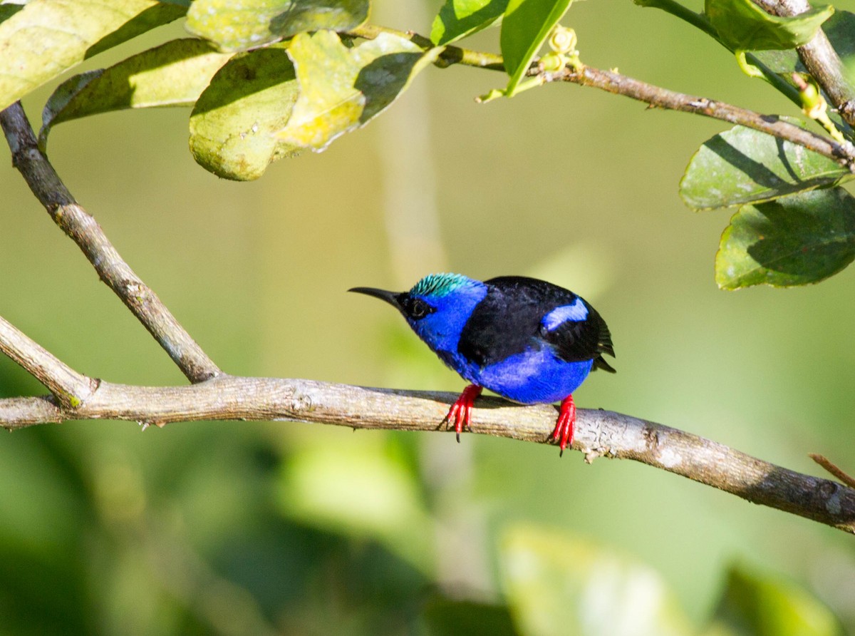Red-legged Honeycreeper - ML641621846