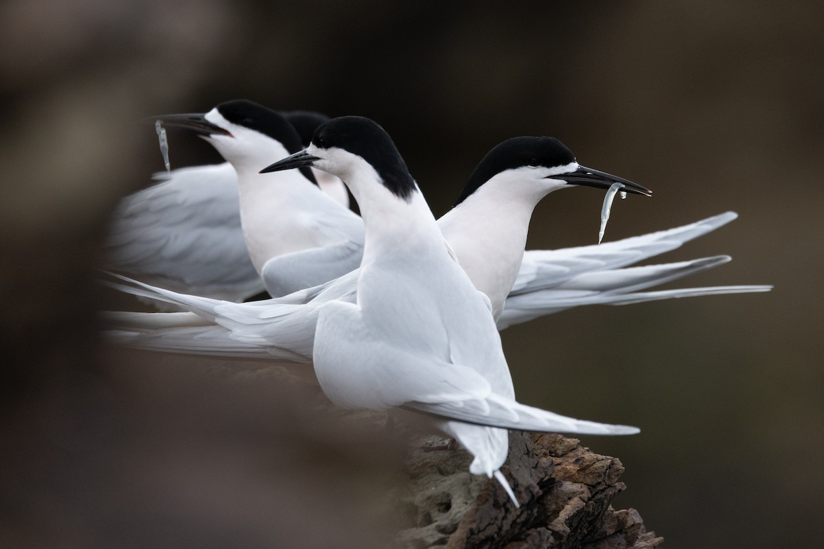 White-fronted Tern - ML641621875