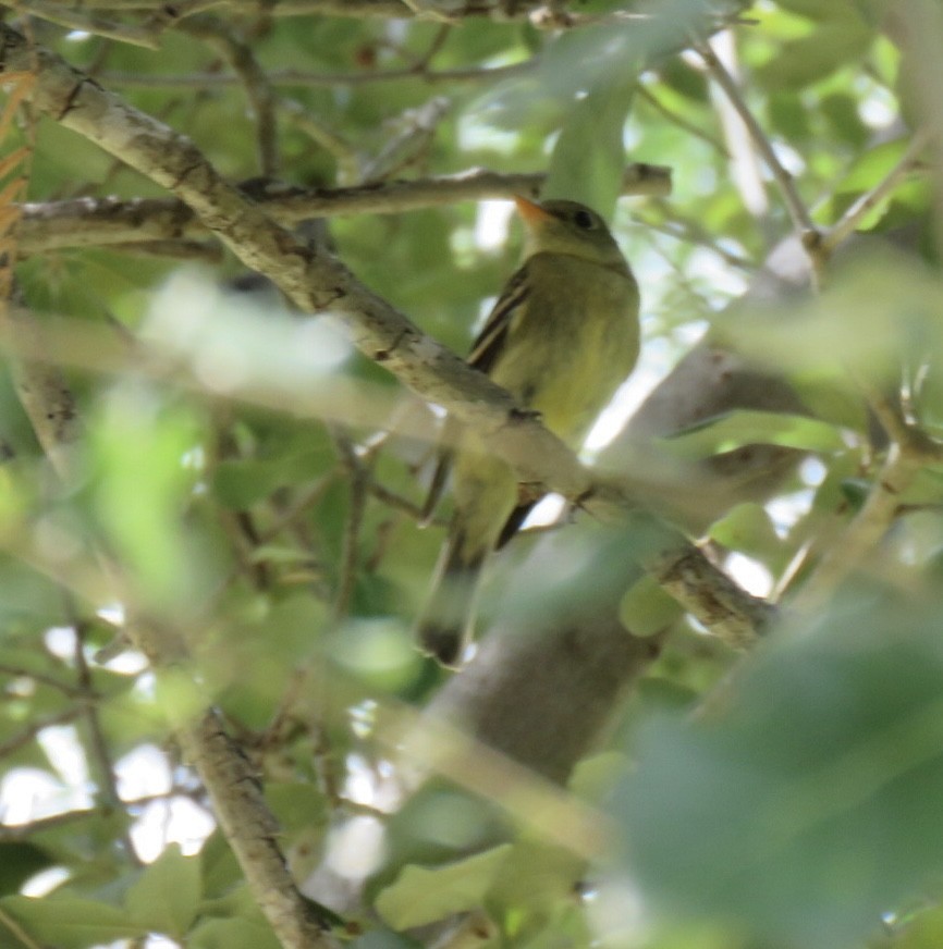 Yellow-bellied Flycatcher - ML641621883