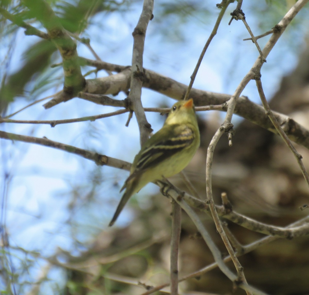 Yellow-bellied Flycatcher - ML641621889