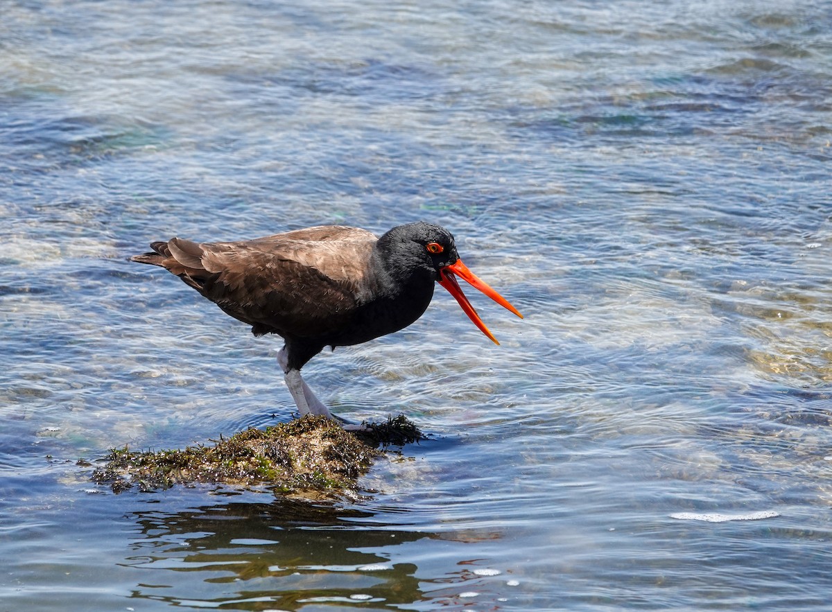 Blackish Oystercatcher - ML641621890