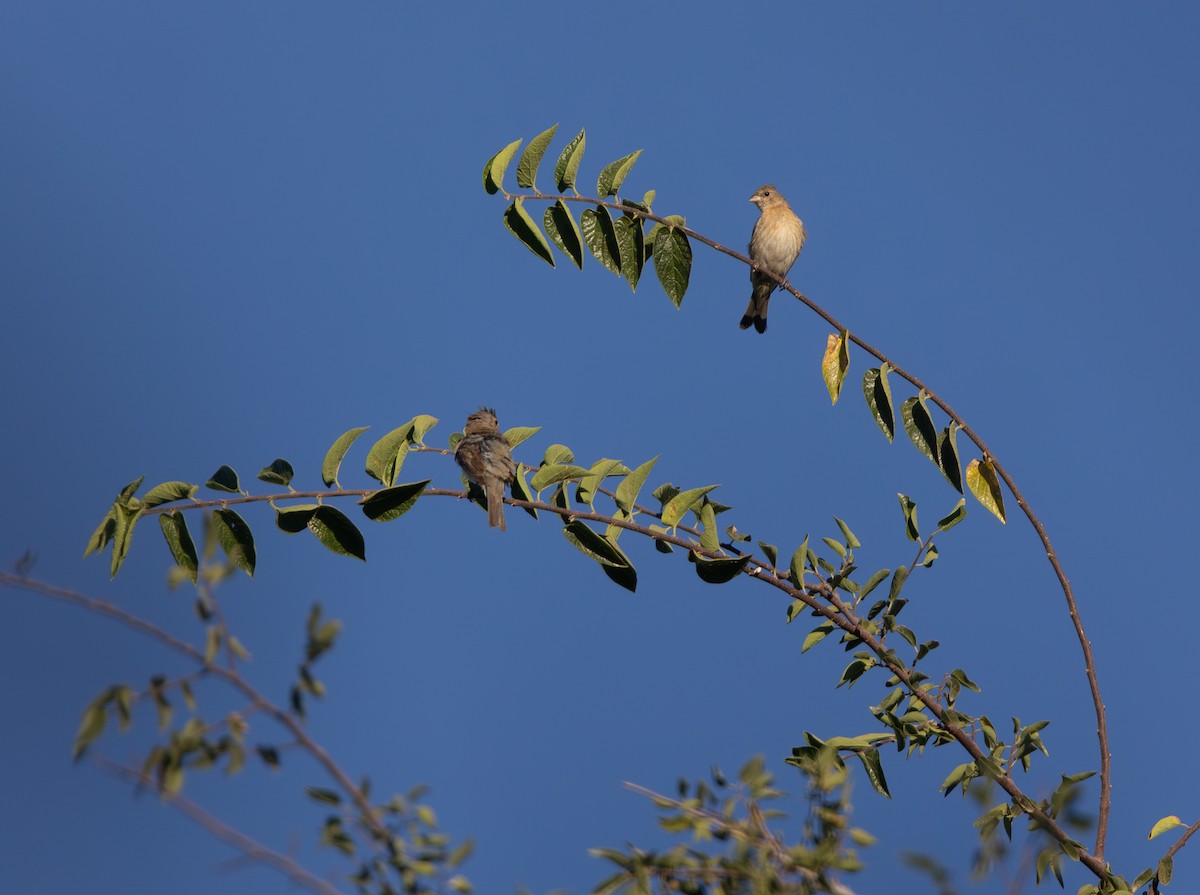 Lazuli Bunting - ML641621896