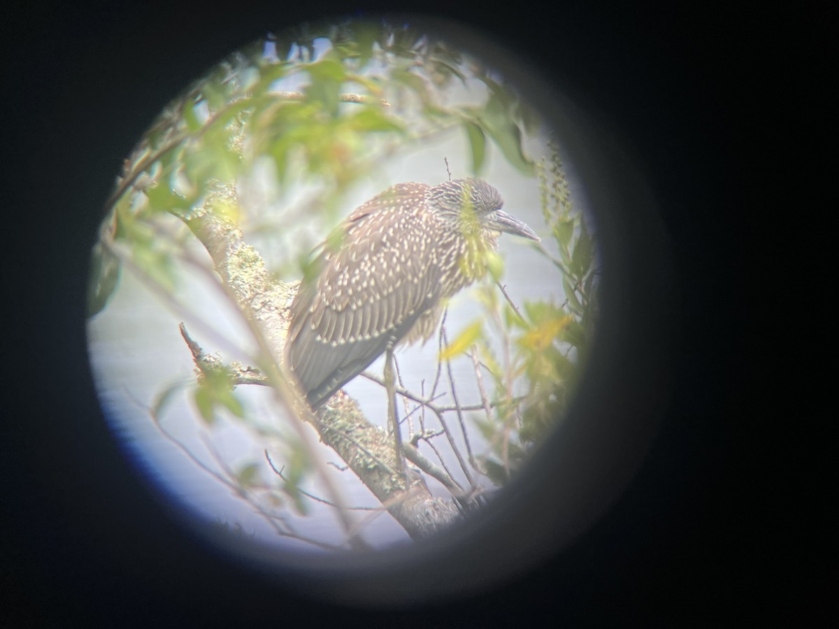 Yellow-crowned Night Heron - ML641621936