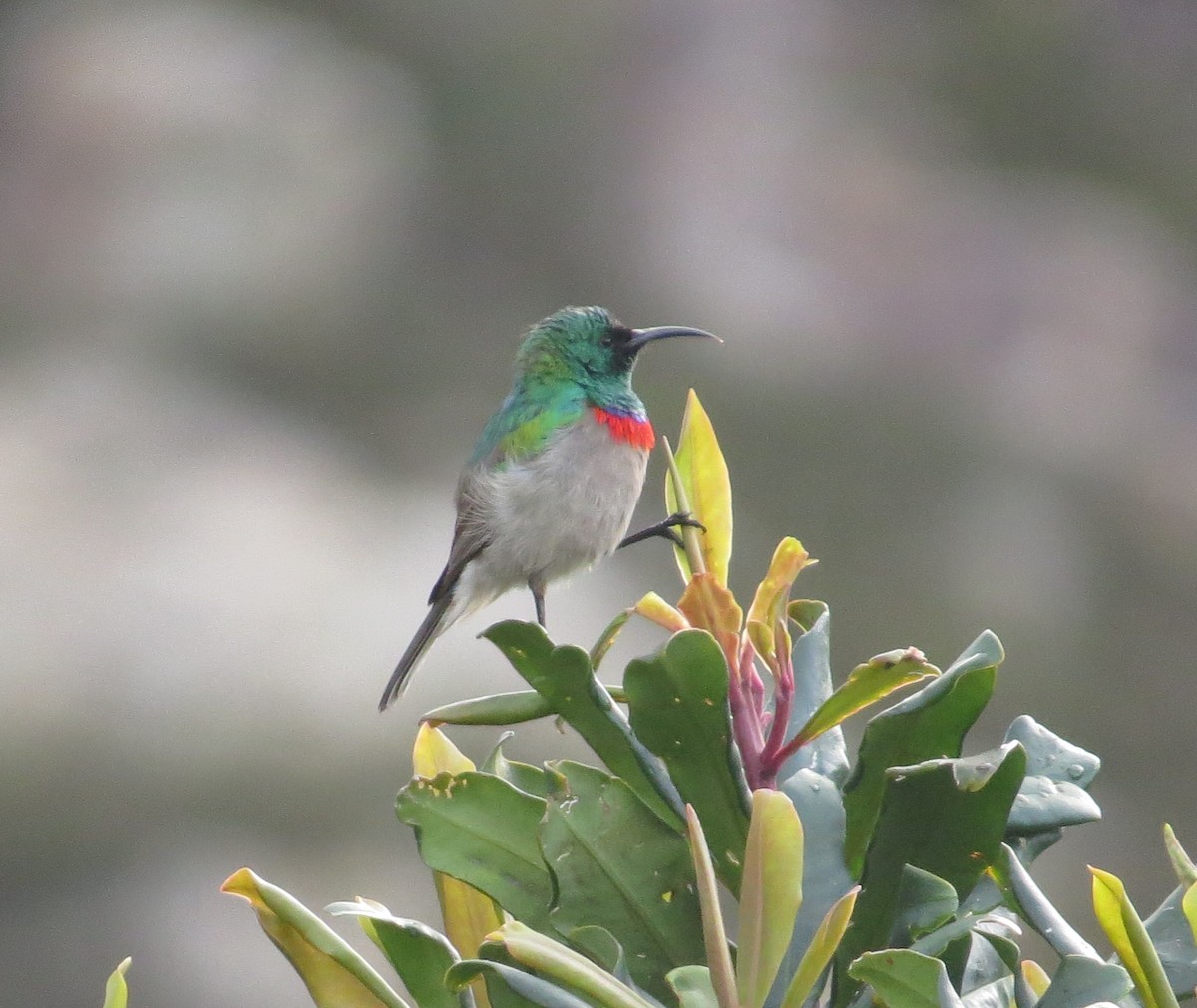 Southern Double-collared Sunbird - ML641621951