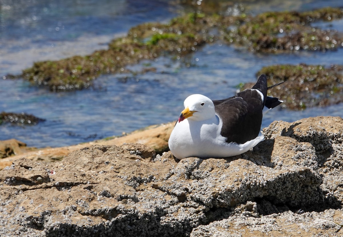 Belcher's Gull - ML641621957