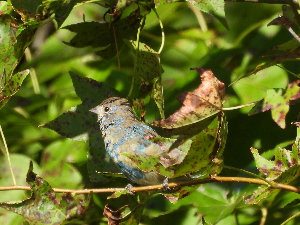 Indigo Bunting - ML641621959