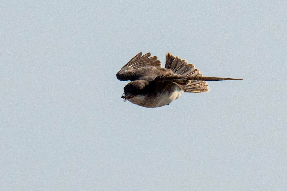 Eastern Kingbird - ML641622001