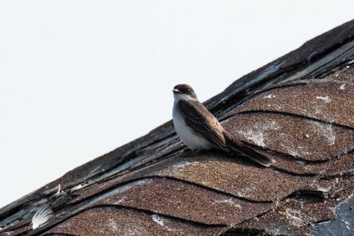 Eastern Kingbird - ML641622002
