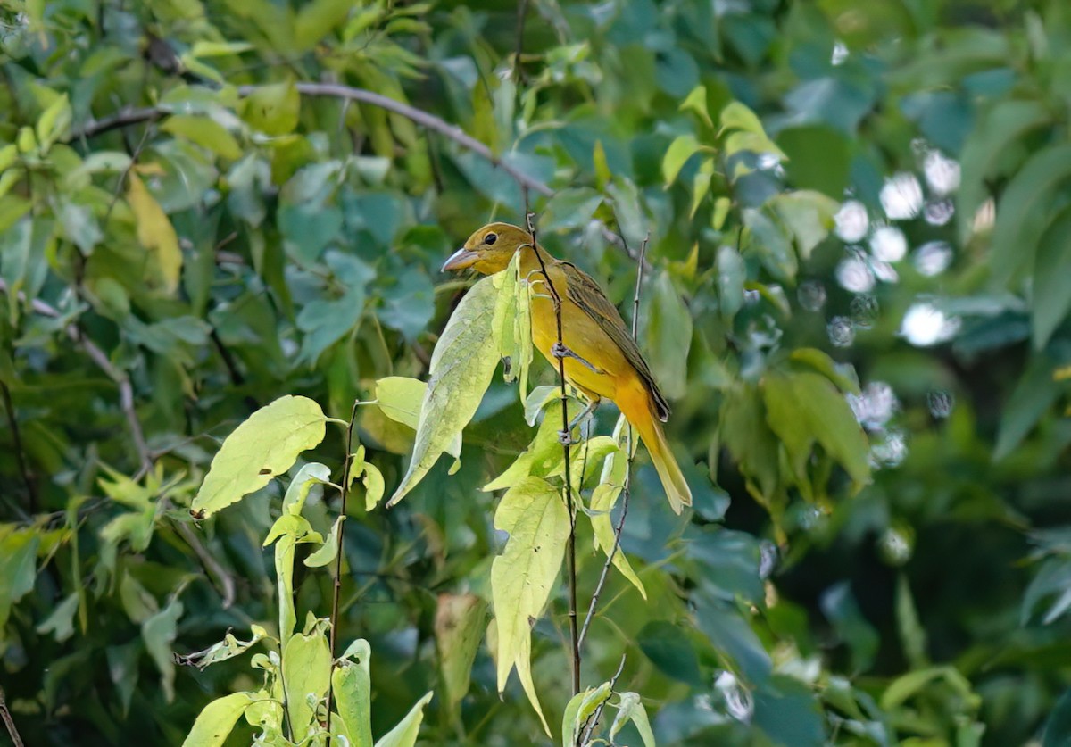 sommerpiranga - ML641622022