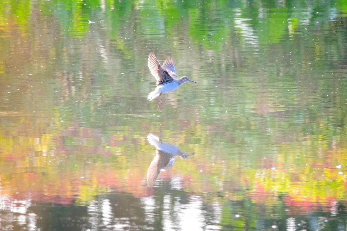 Solitary Sandpiper - ML641622034
