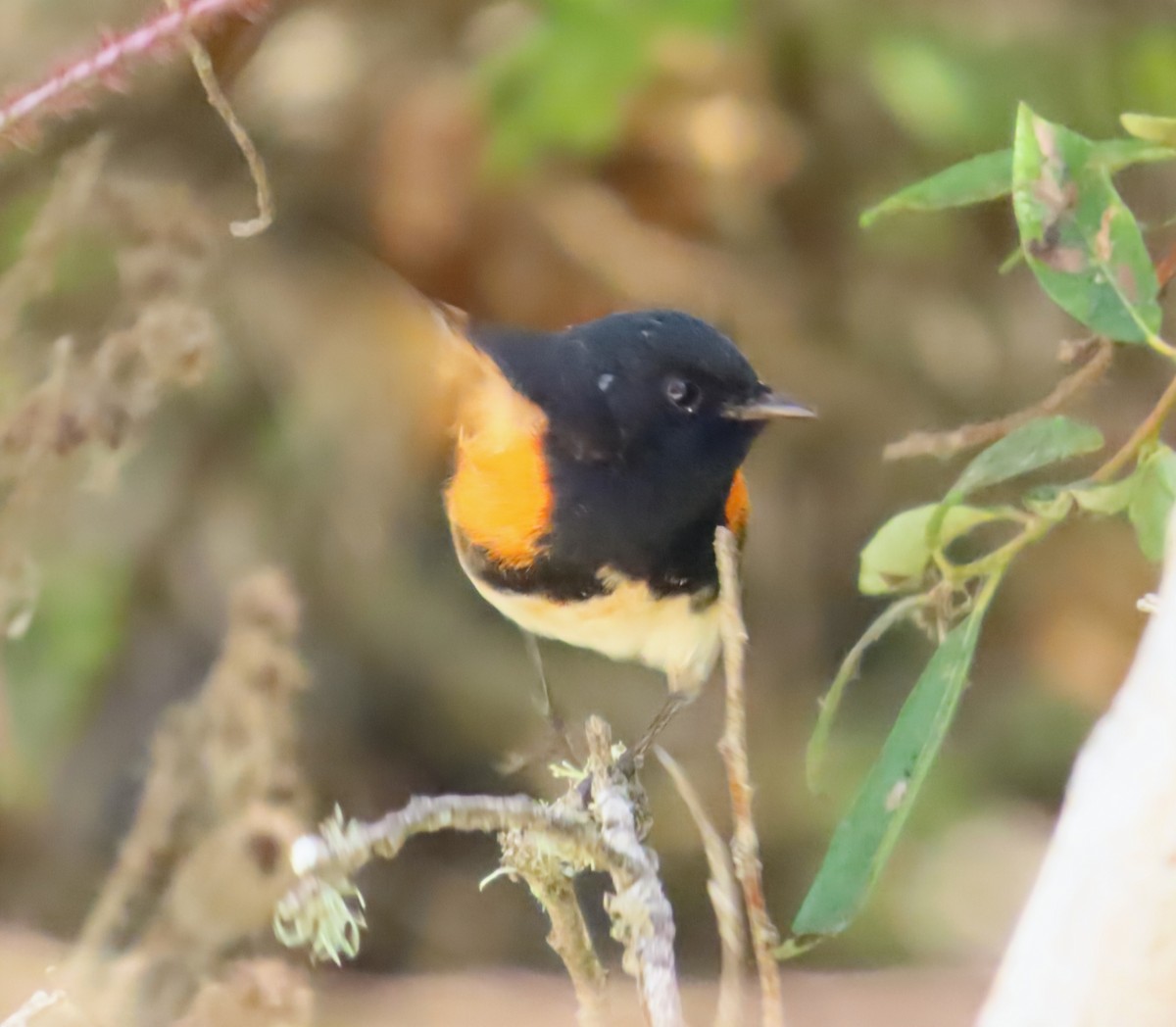 American Redstart - ML641622053