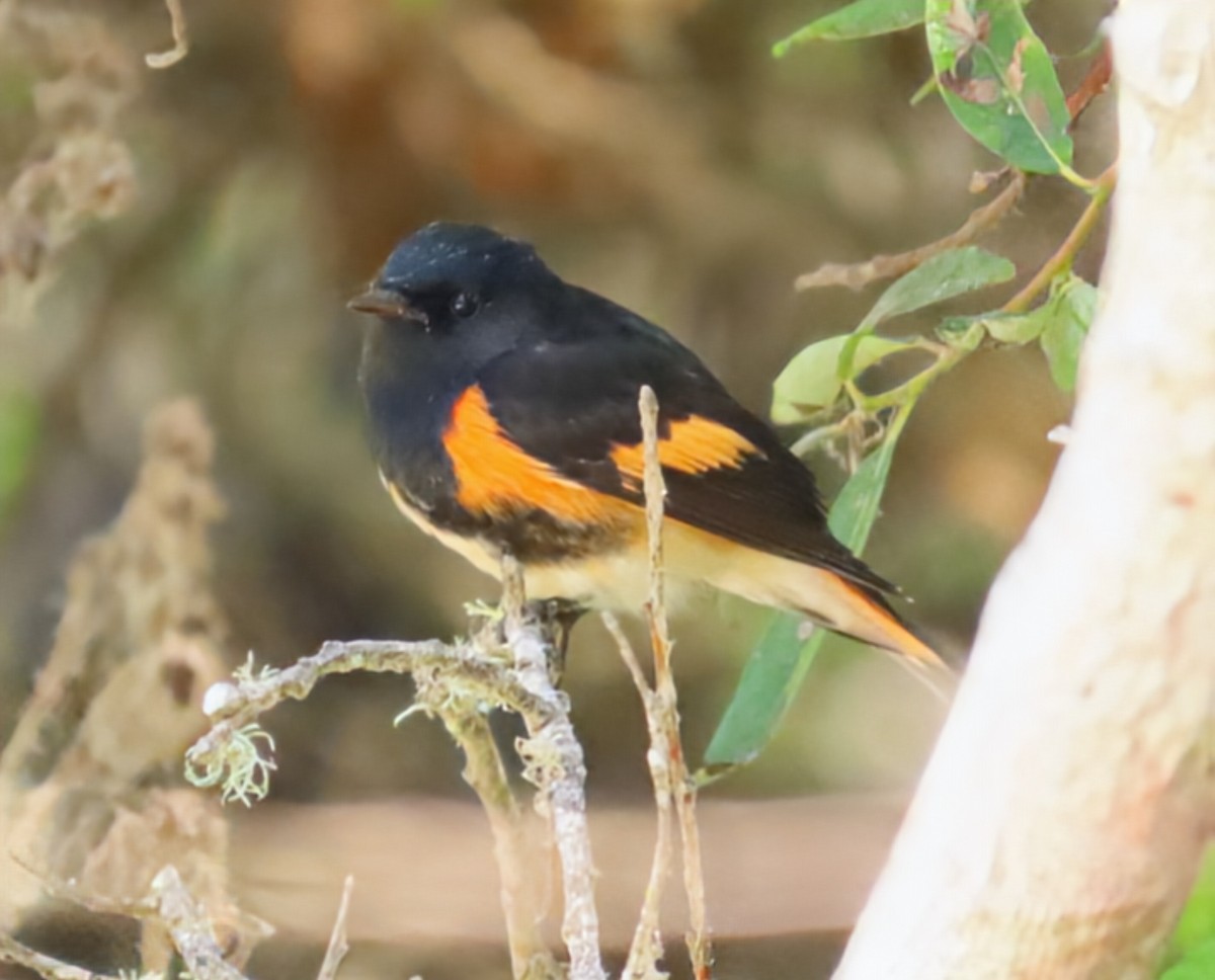 American Redstart - ML641622054