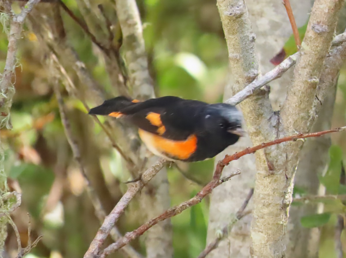 American Redstart - ML641622055