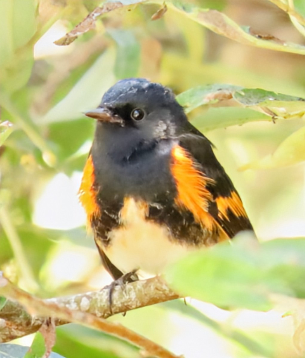 American Redstart - ML641622056