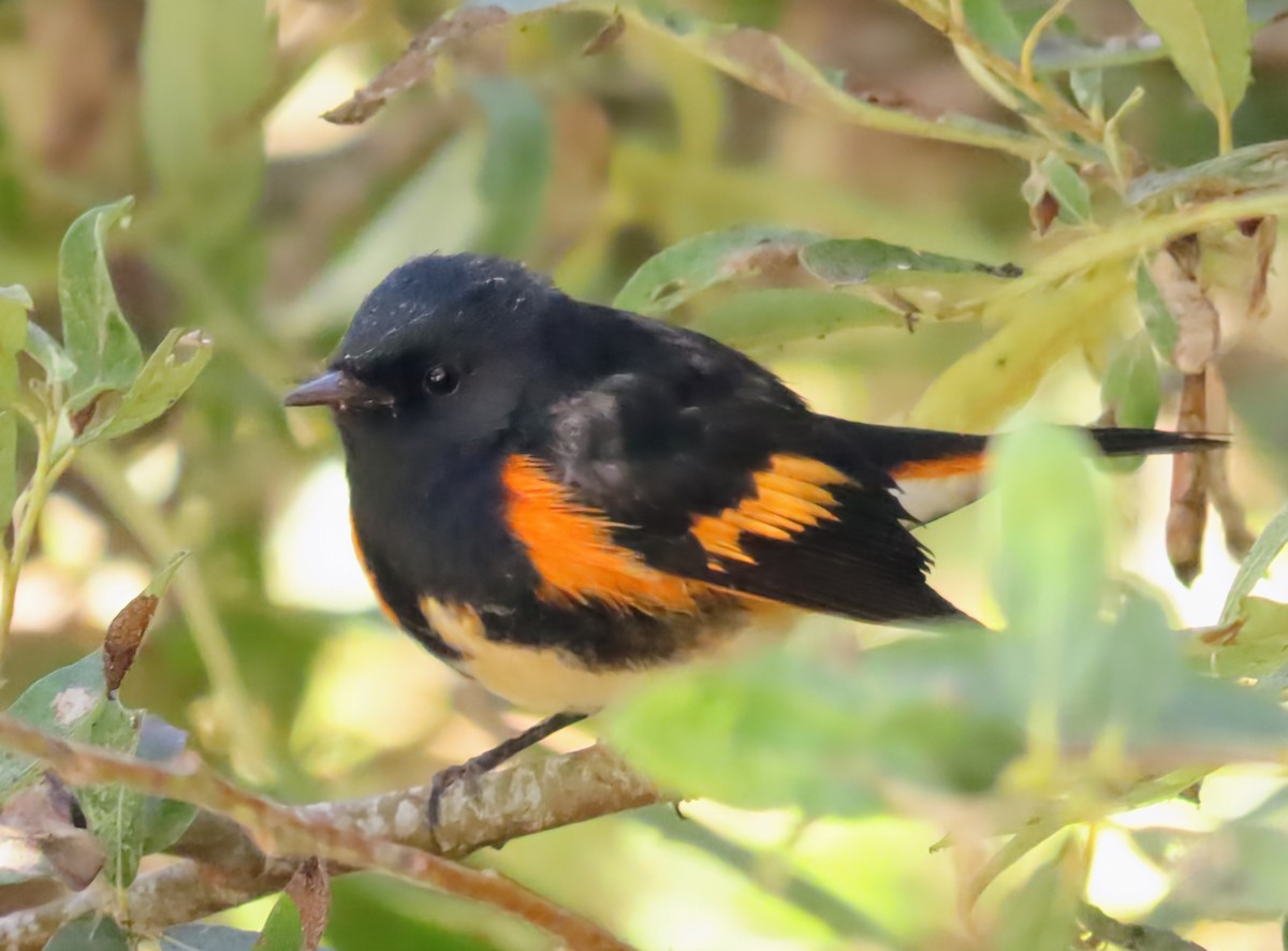 American Redstart - ML641622057