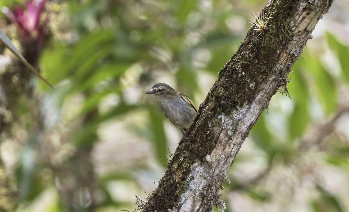 Mistletoe Tyrannulet - ML641622065