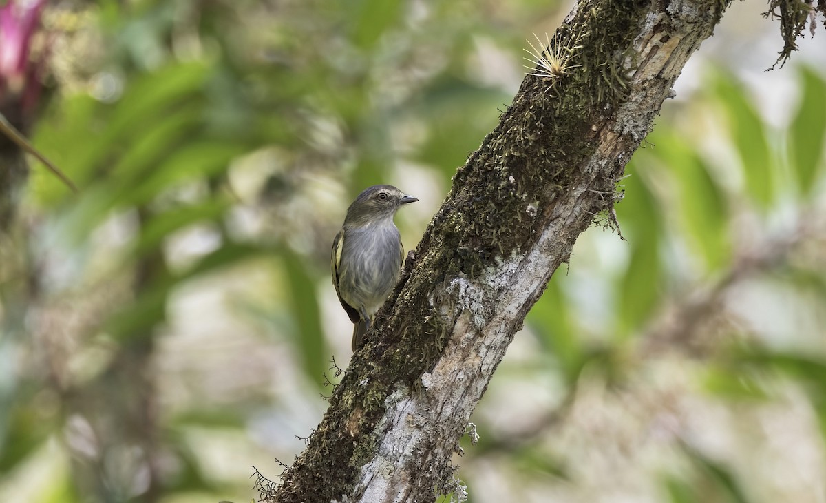 Mistletoe Tyrannulet - ML641622066