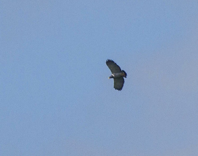 Barred Hawk - ML641622090
