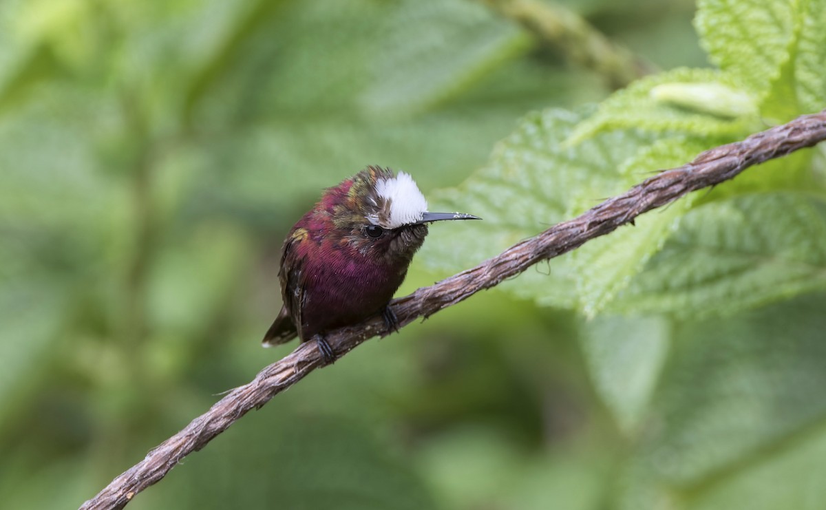 Snowcap - ML641622103