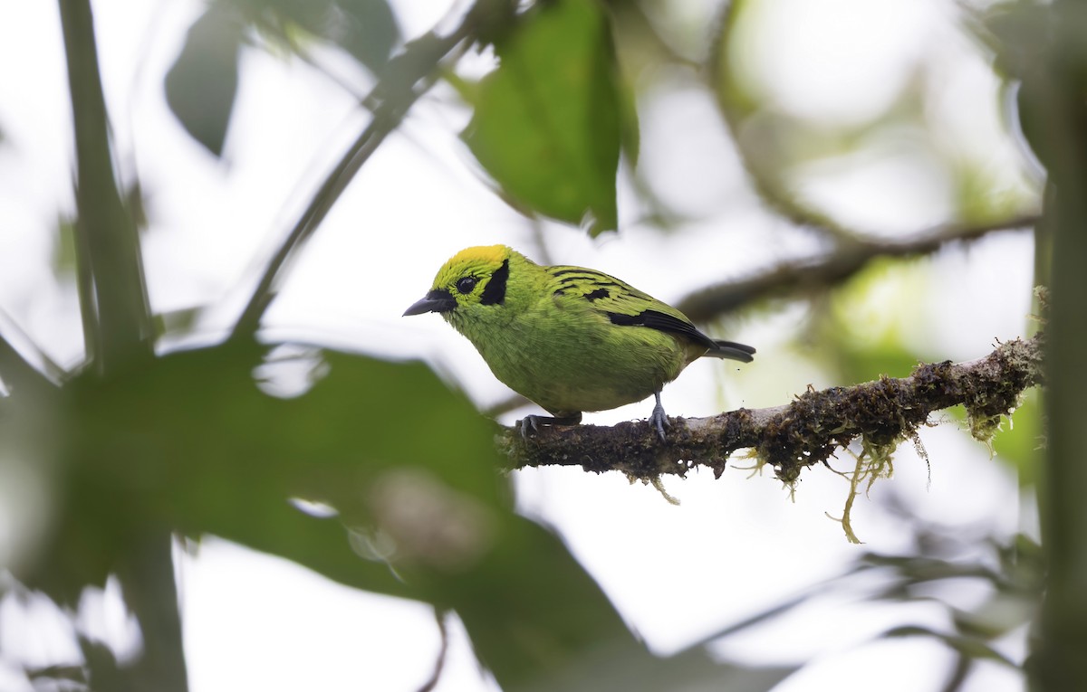 Emerald Tanager - ML641622112