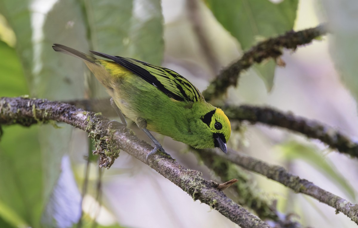 Emerald Tanager - ML641622113