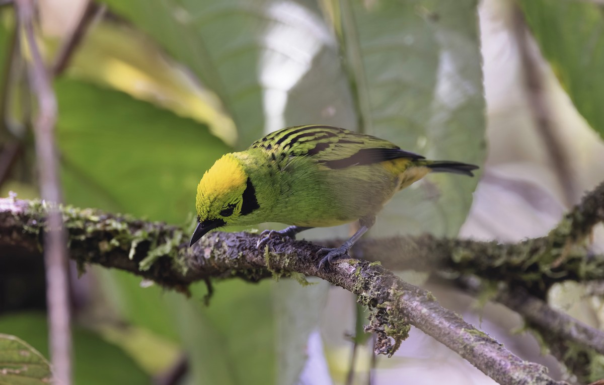 Emerald Tanager - ML641622114