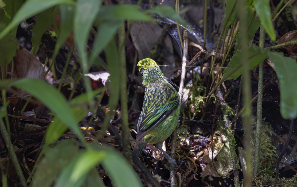 Emerald Tanager - ML641622115