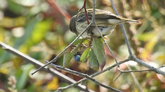 Cape May Warbler - ML641622124