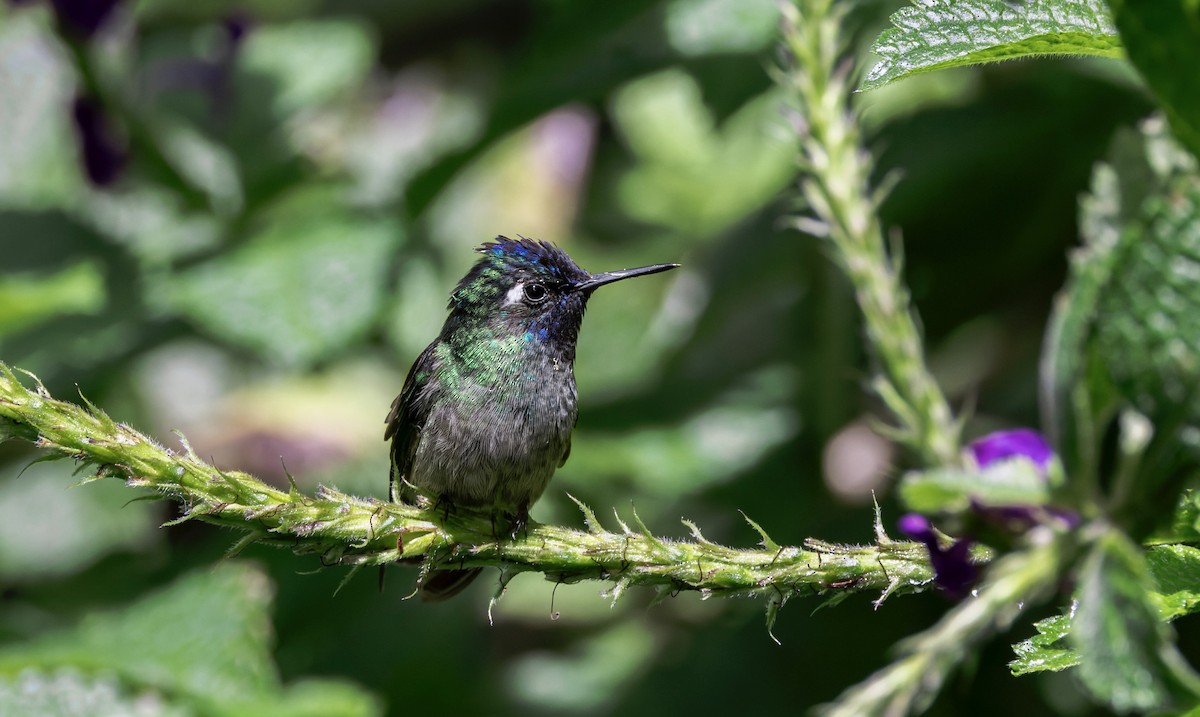 Violet-headed Hummingbird - ML641622132