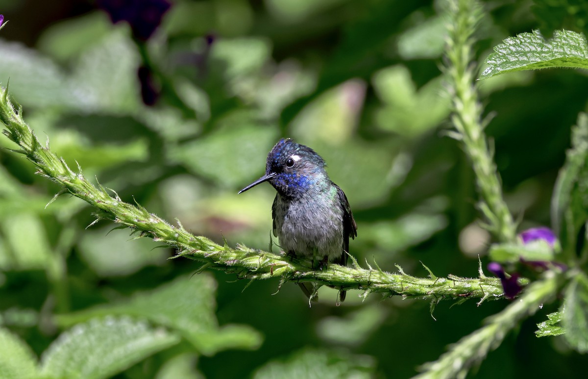 Violet-headed Hummingbird - ML641622133
